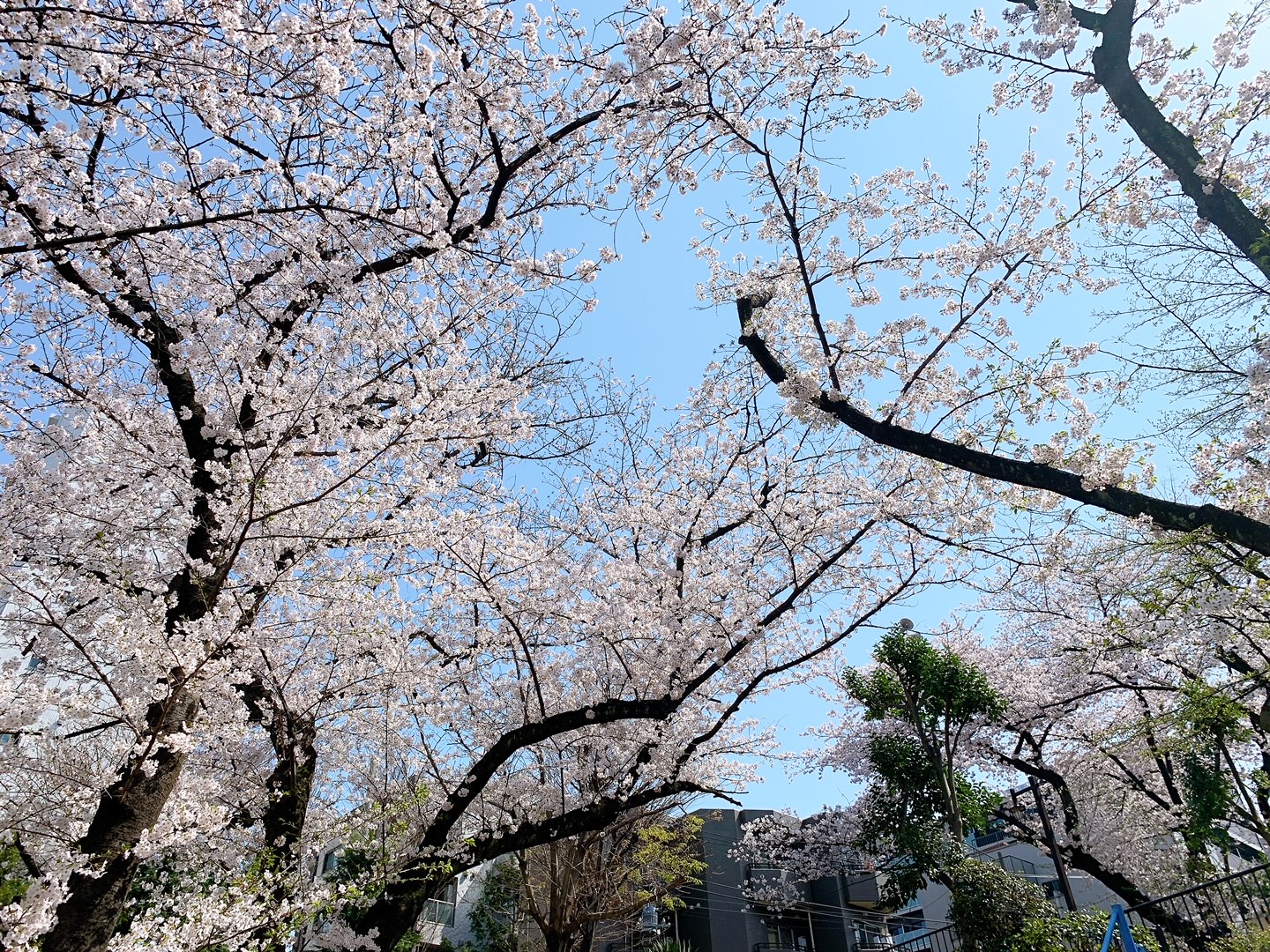 駒込の桜